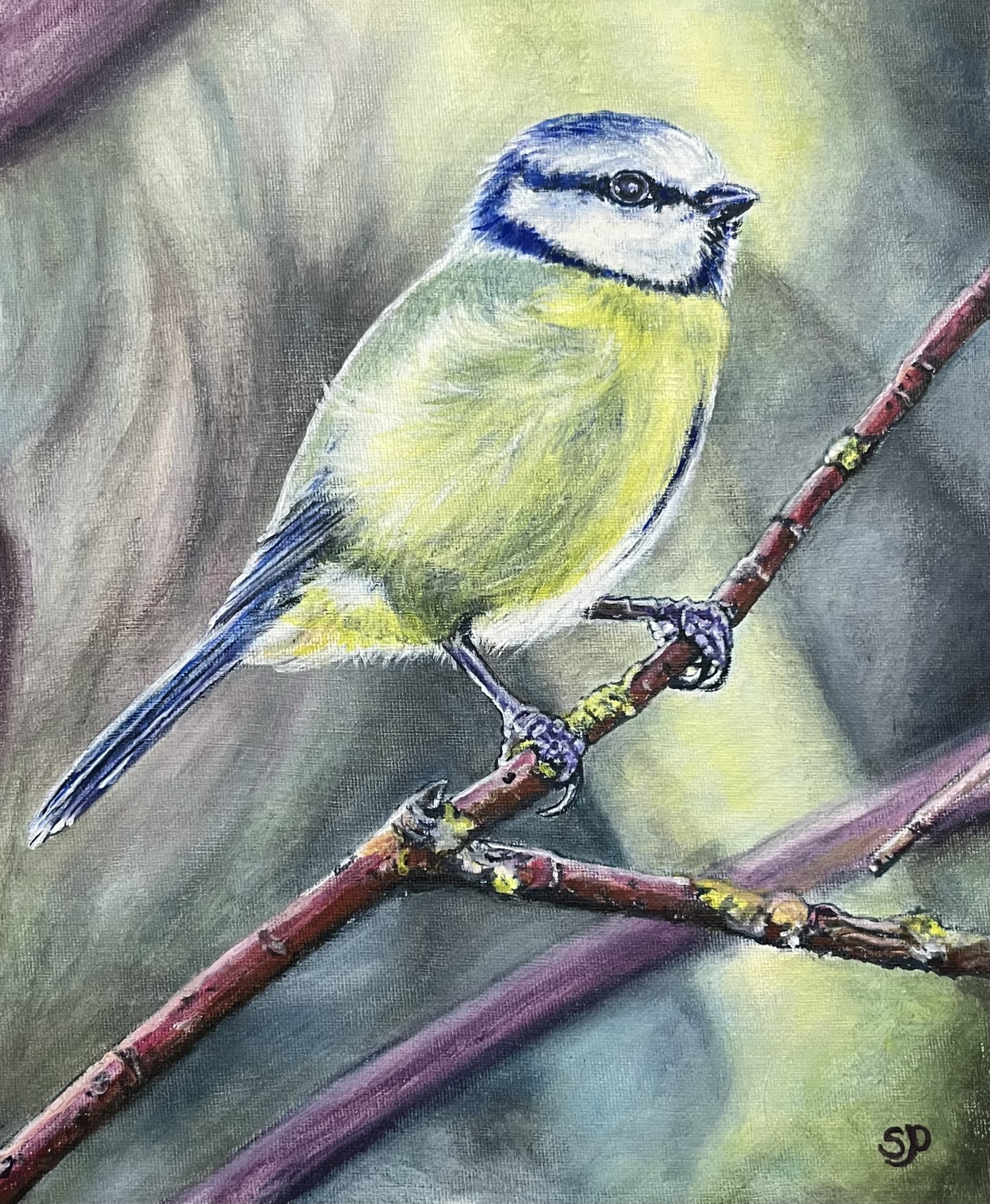 Sarah_Pekins_-_Blue_tit.jpg